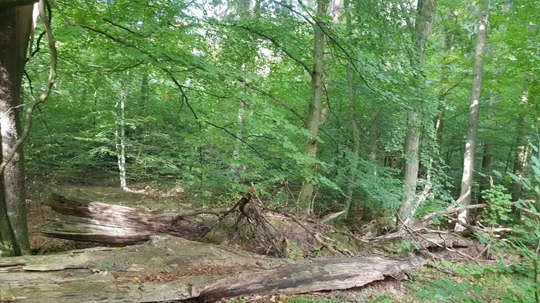 &AElig;ldre skov 