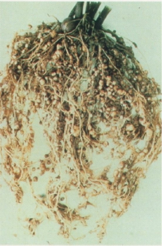Галловые нематоды фото