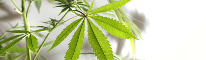 Billede af cannabis plante åbner forstørret i et nyt vindue.