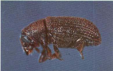 Billede af skadegøren i bille stadie