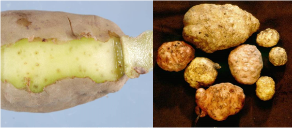 Kartoffelknolde med symptomer på angreb af rodgallenematoden Meloidogyne chitwoodi