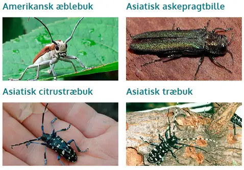 På billedet ses skadegørere som Asietisk citurstræbuk, Asiatisk træbuk, Amerikansk æblebuk og Asiatisk askepragtbille