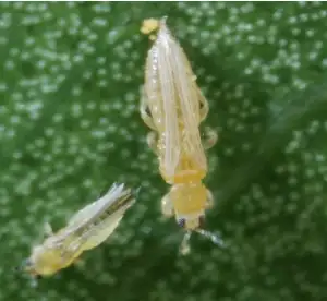 Scirtothrips dorsalis til venstre og amerikansk blomstertrips (Frankliniella occidentalis) til højre. Kilde: L. Osborne, University of Florida